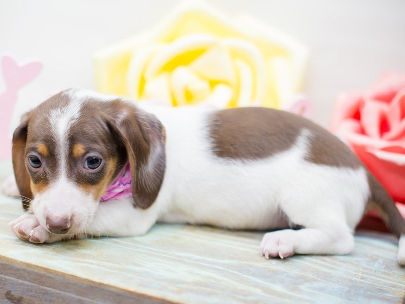 Miniature Dachshund Puppy Chocolate Piebald ID 13528 Located at