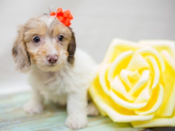 Miniature Dachshund-DOG-Female-Chocolate Dapple/Piebald-13527-Petland Wichita, Kansas