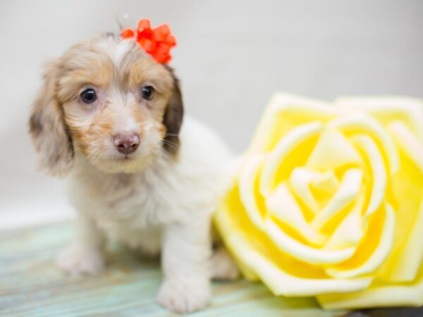 Miniature Dachshund DOG Female Chocolate Dapple/Piebald 13527 Petland Wichita, Kansas