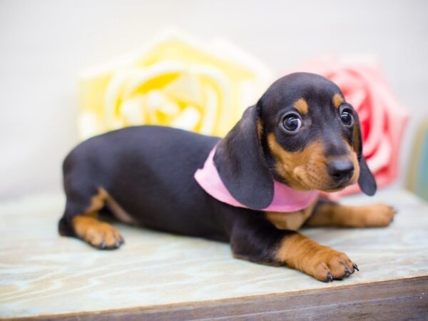 Miniature Dachshund DOG Female Black and Tan 13526 Petland Wichita, Kansas