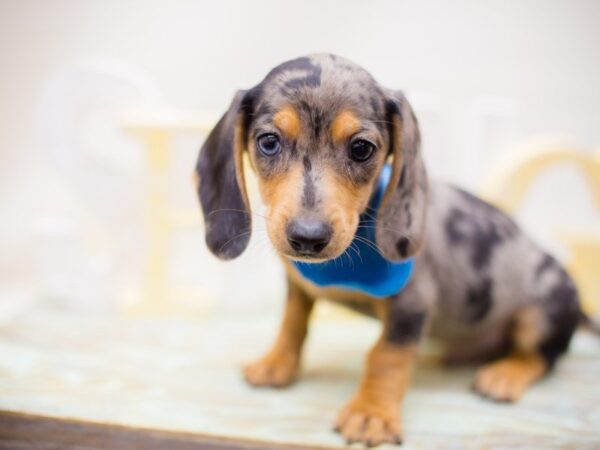 Miniature Dachshund DOG Male Dapple 13525 Petland Wichita, Kansas