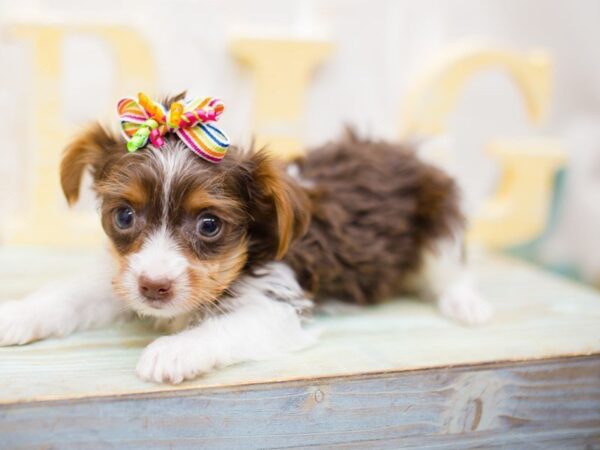 Yorkshire Terrier DOG Female Chocolate and Tan Parti 13524 Petland Wichita, Kansas