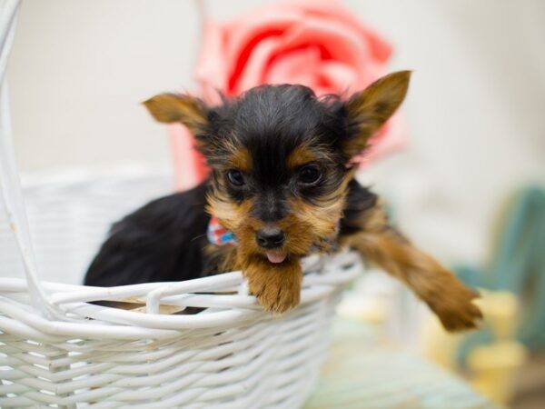 Yorkshire Terrier DOG Male Black and Tan 13523 Petland Wichita, Kansas