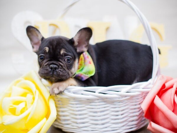 French Bulldog DOG Male Black and Tan 13522 Petland Wichita, Kansas