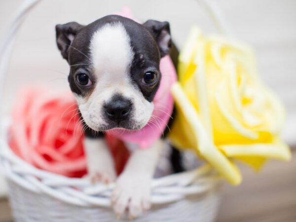 Boston Terrier DOG Female BLACK & WHITE 13521 Petland Wichita, Kansas