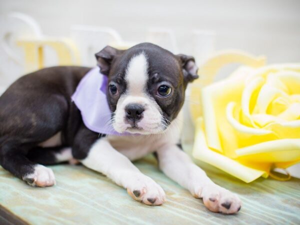 Boston Terrier DOG Female BLACK & WHITE 13520 Petland Wichita, Kansas