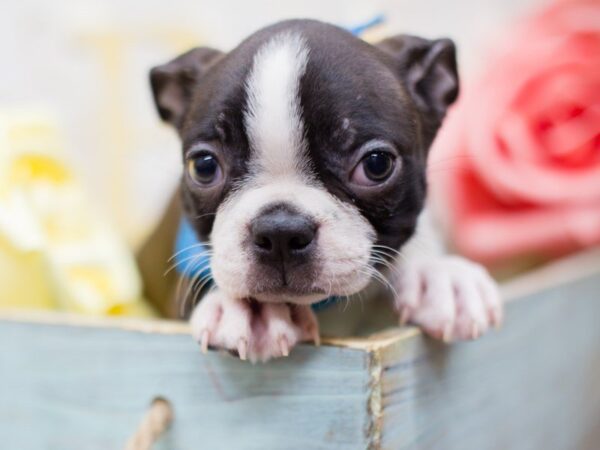 Boston Terrier DOG Male BLACK & WHITE 13519 Petland Wichita, Kansas