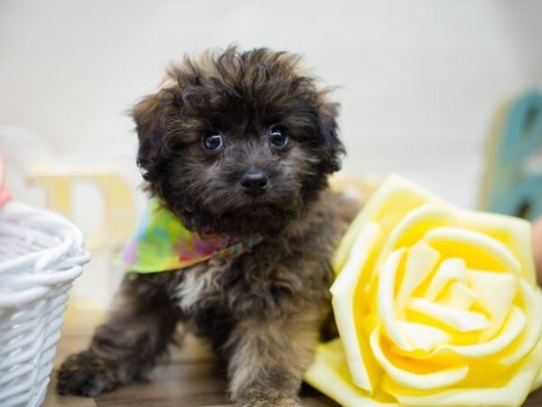 Teddy Bear (Shihchon) DOG Male BRINDLE 13517 Petland Wichita, Kansas