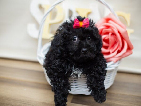 Teddy Bear (Shihchon) DOG Female BLACK 13516 Petland Wichita, Kansas