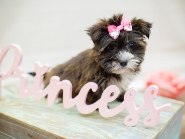 Shorkie DOG Female BLACK & BRINDLE 13514 Petland Wichita, Kansas