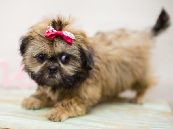 Imperial Shih Tzu DOG Female BRINDLE 13515 Petland Wichita, Kansas