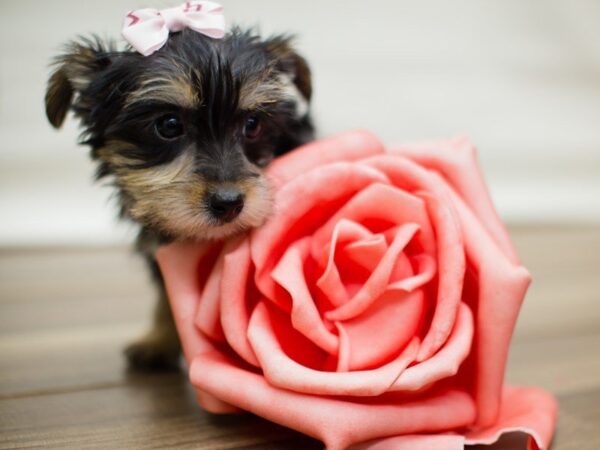 Morkie-DOG-Female-BLACK AND TAN-13513-Petland Wichita, Kansas