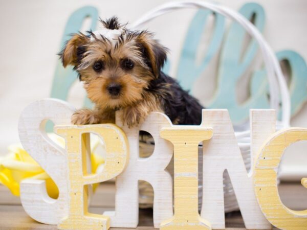 Morkie DOG Female BLACK AND TAN 13512 Petland Wichita, Kansas