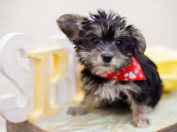Morkie-DOG-Male-BLACK AND TAN-13511-Petland Wichita, Kansas