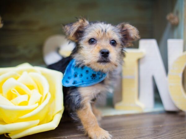 Morkie DOG Male BLACK AND TAN 13510 Petland Wichita, Kansas