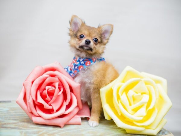 Chipom-DOG-Male-RED SABLE-13508-Petland Wichita, Kansas