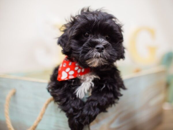 Toy ShihPoo-DOG-Male-BLACK-13507-Petland Wichita, Kansas