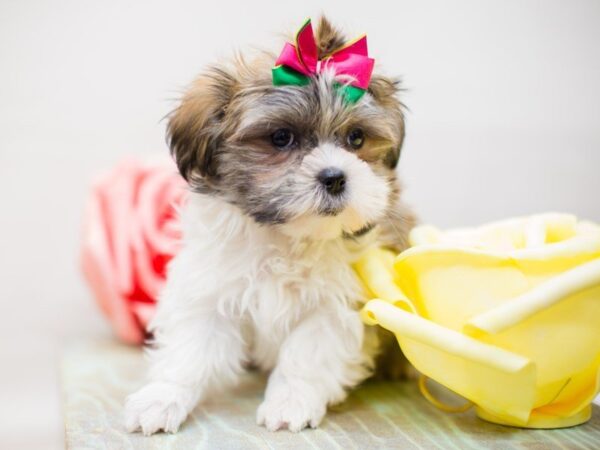 Toy ShihPoo DOG Female WHITE & TAN 13506 Petland Wichita, Kansas