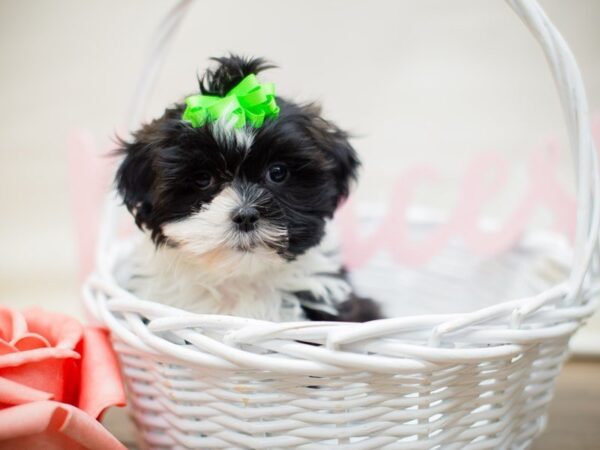 Toy ShihPoo DOG Female BLACK & WHITE 13505 Petland Wichita, Kansas