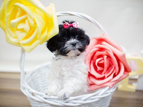 Toy ShihPoo DOG Female BLACK & WHITE 13504 Petland Wichita, Kansas