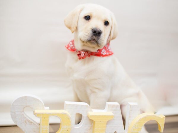 English Labrador Retriever DOG Male Yellow 13503 Petland Wichita, Kansas