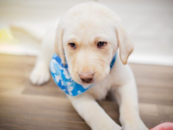 English Labrador Retriever DOG Male Yellow 13502 Petland Wichita, Kansas