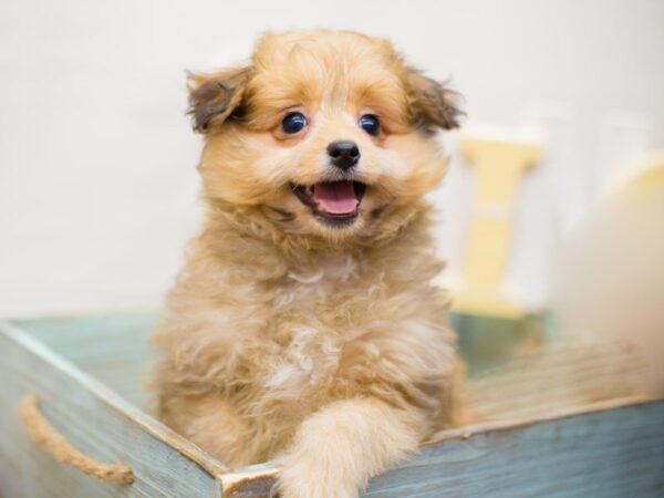 Toy Pompoo-DOG-Female-RED-13500-Petland Wichita, Kansas