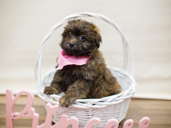 Toy Pompoo DOG Female SABLE 13499 Petland Wichita, Kansas