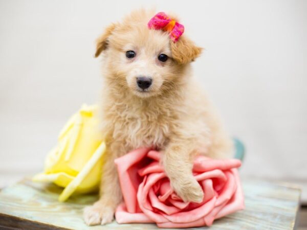 Eskipoo DOG Female Apricot 13552 Petland Wichita, Kansas