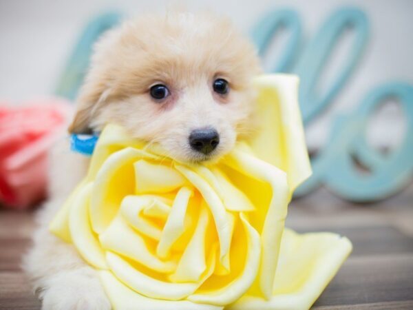 Eskipoo-DOG-Male-Apricot-13551-Petland Wichita, Kansas