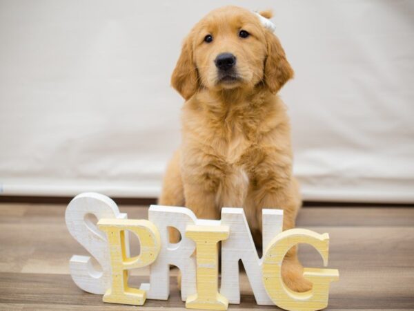 Golden Retriever-DOG-Female-Golden-13550-Petland Wichita, Kansas