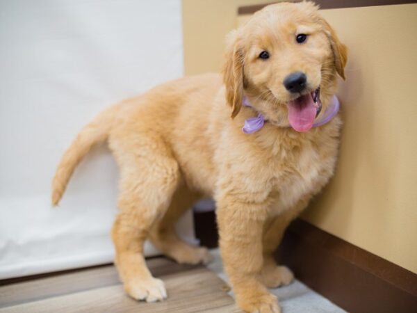 Golden Retriever DOG Female Golden 13549 Petland Wichita, Kansas