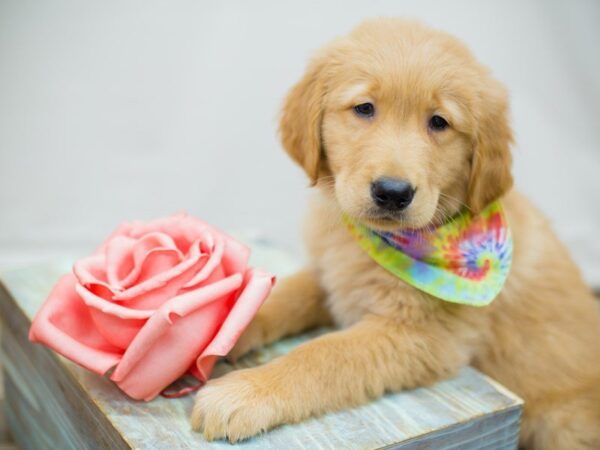 Golden Retriever-DOG-Male-Golden-13548-Petland Wichita, Kansas