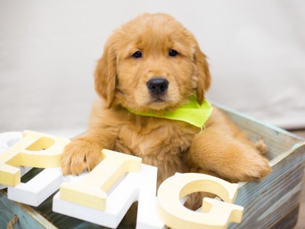 Golden Retriever-DOG-Male-Golden-13547-Petland Wichita, Kansas