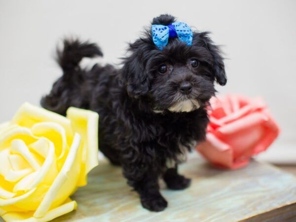 Hava Poo DOG Female Black 13546 Petland Wichita, Kansas