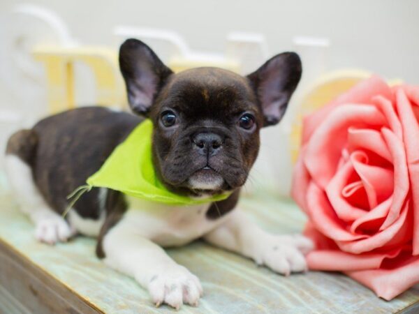 French Bulldog DOG Male BRINDLE & WHITE PIEBALD 13545 Petland Wichita, Kansas