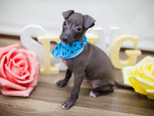 Italian Greyhound DOG Male Seal 13544 Petland Wichita, Kansas