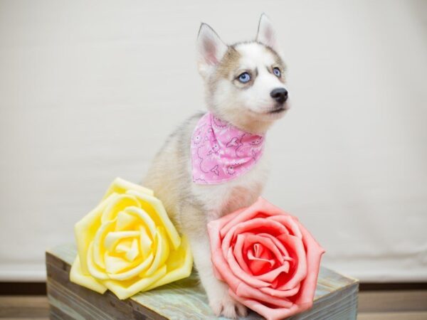 Siberian Husky-DOG-Female-gray & white-13543-Petland Wichita, Kansas