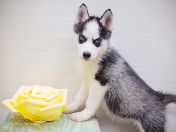 Siberian Husky DOG Male black, gray & white 13542 Petland Wichita, Kansas