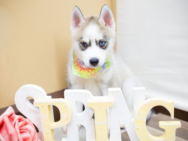 Siberian Husky DOG Male gray & white 13541 Petland Wichita, Kansas