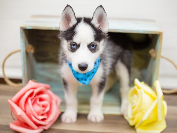 Siberian Husky DOG Male black, gray & white 13540 Petland Wichita, Kansas