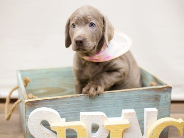 Labrador Retriever-DOG-Female-SILVER LAB-13539-Petland Wichita, Kansas
