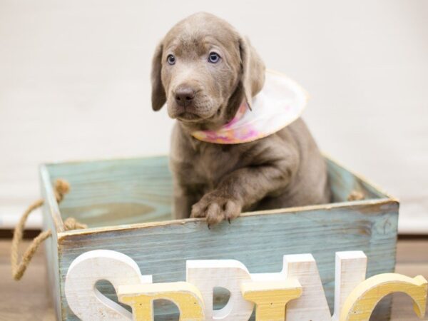 Labrador Retriever DOG Female SILVER LAB 13539 Petland Wichita, Kansas