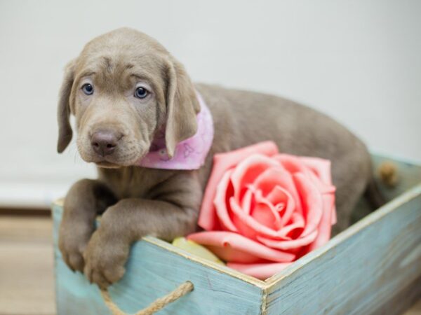 Labrador Retriever DOG Female SILVER LAB 13538 Petland Wichita, Kansas