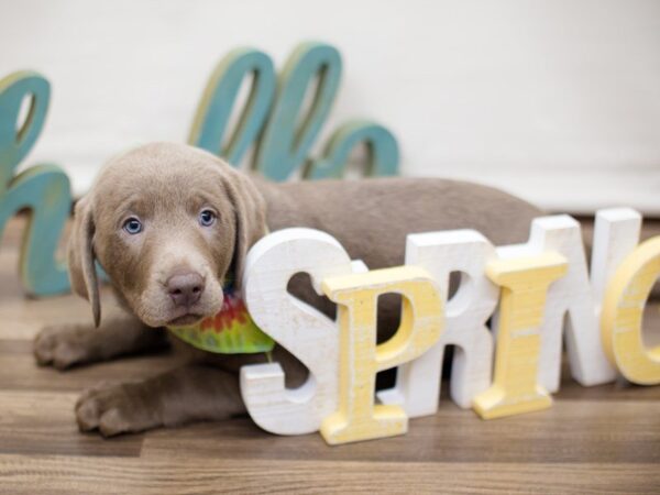 Labrador Retriever DOG Male SILVER LAB 13537 Petland Wichita, Kansas