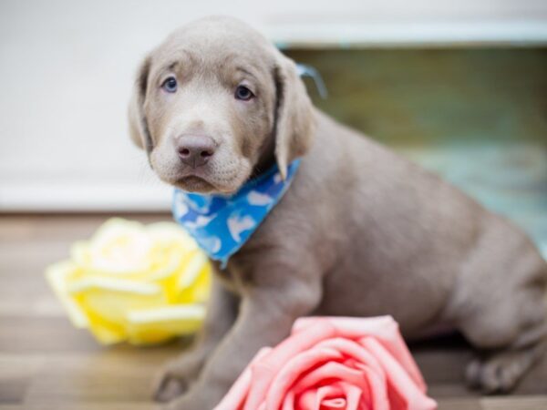 Labrador Retriever DOG Male SILVER LAB 13536 Petland Wichita, Kansas