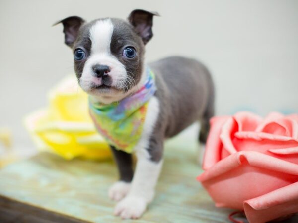 Boston Terrier DOG Male Blue & White 13535 Petland Wichita, Kansas