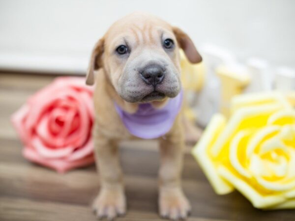 Ori Pei-DOG-Female-Lilac Dilute-13534-Petland Wichita, Kansas