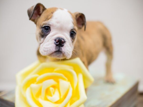 English Bulldog DOG Female RED MERLE 13495 Petland Wichita, Kansas