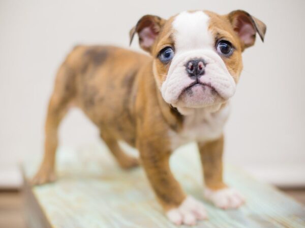 English Bulldog DOG Male RED MERLE (blue eye) 13494 Petland Wichita, Kansas